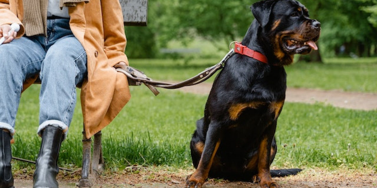 Rotvaydır Köpek Nasıl Eğitilir? Rottweiler Köpek Nasıl Eğitilir?