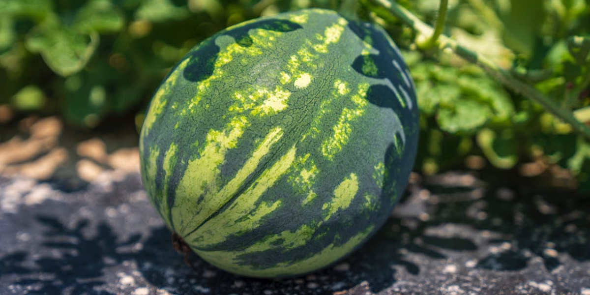 1 Dönüme Kaç Karpuz Fidesi Dikilir? 1 Dekara Kaç Adet Karpuz Fidesi Dikilir?