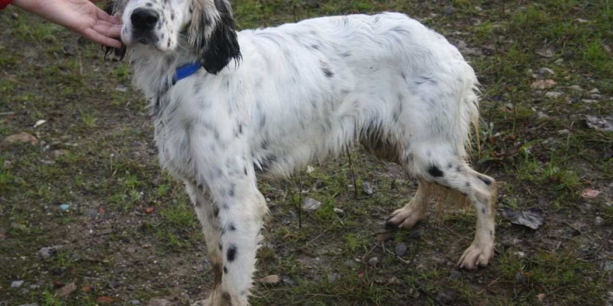 Setter Av Köpeği Nasıl Eğitilir? Setter Av Köpeği Eğitimi Nasıl Sapılır?