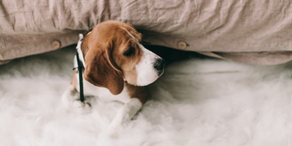 Köpeklerde Eklem Hastalıkları Tedavisi? Köpeklerde Eklem Ağrısına Ne İyi Gelir?