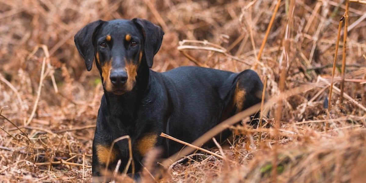 Doberman Nasıl Eğitilir? Evde Doberman Eğitimi? Doberman Eğitimi Zor Mu?