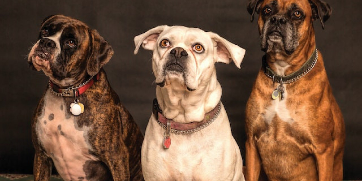 Köpeklerde Şeker Hastalığı Belirtisi? Köpeklerde Şeker Hastalığı Belirtileri?