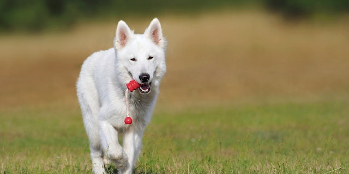 Köpeklerde Kiraz Göz Hastalığı Neden Olur? Kiraz Göz Hastalığı Tedavisi?
