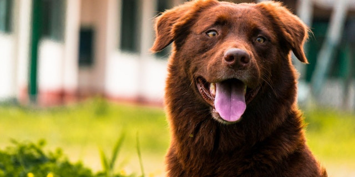 Köpek Kanser Hastalığı? Köpeklerde Kanser Belirtileri Nelerdir?