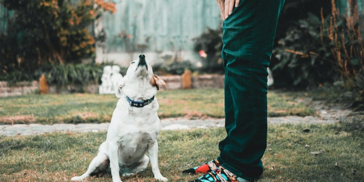 Köpeklerde Uyuz Hastalığı Belirtileri? Köpeklerde uyuz Nasıl Geçer?