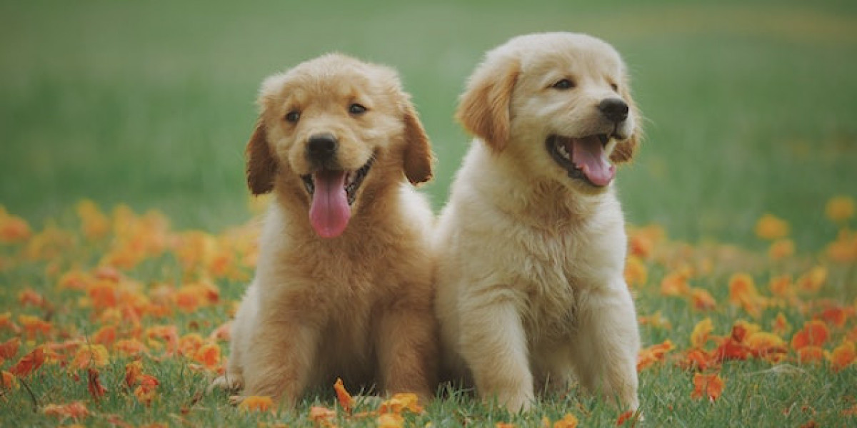 Köpek Ve Kedilerin İç Hastalıkları? Kedi Ve Köpeklerin İç Hastalıkları?