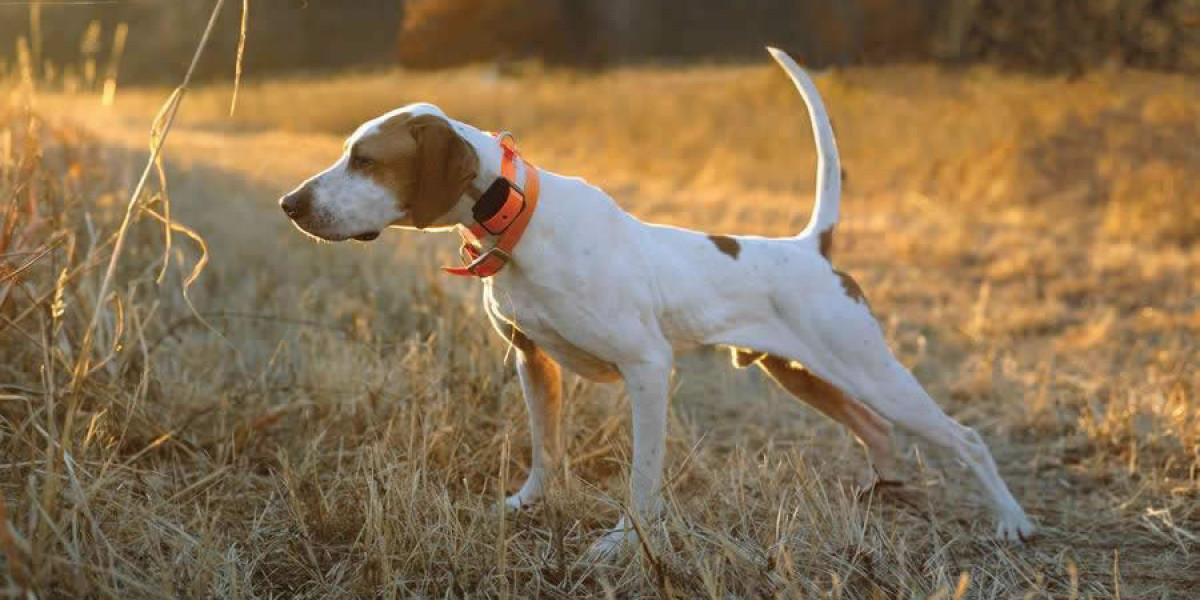 Pointer Köpek Eğitimi? Pointer Köpek Özellikleri?