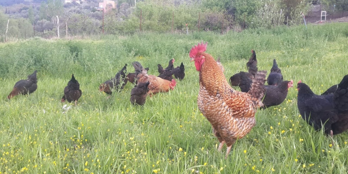 Köy Tavuğu Kaç Kilo Olur? Canlı Tavuk Kaç Kilo Gelir?
