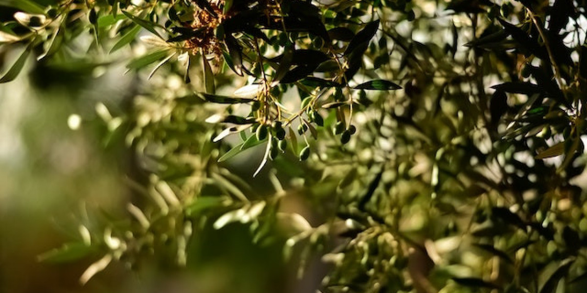 Zeytin Ağacı Ne Zaman Sulanır? Evde Zeytin Ağacı Sulama?