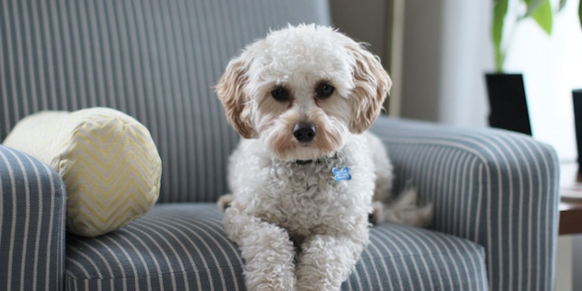 Yavru Köpeklerde Genç Hastalığı Tedavisi? Köpeklerde Genç Hastalığı Neden Olur?