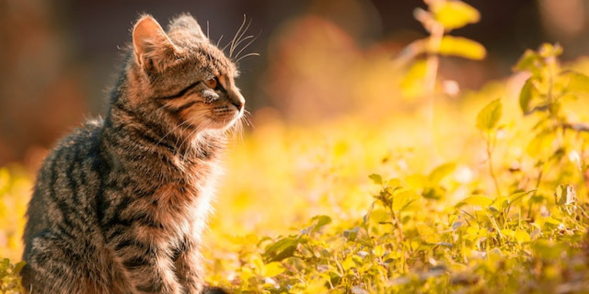 Kedi Patisi Hastalıkları? Kedi Hastalıkları Ve Tedavisi?