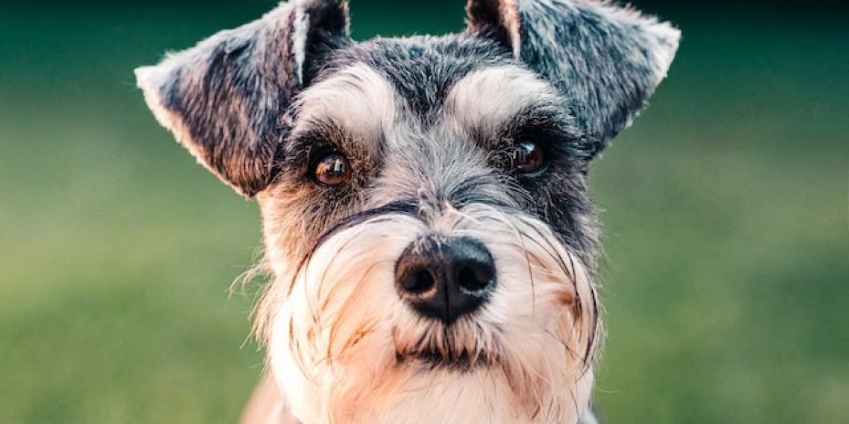 Köpeklerde Siyah Deri Hastalığı? Köpeklerde Siyah Deri Hastalığı Tedavisi?