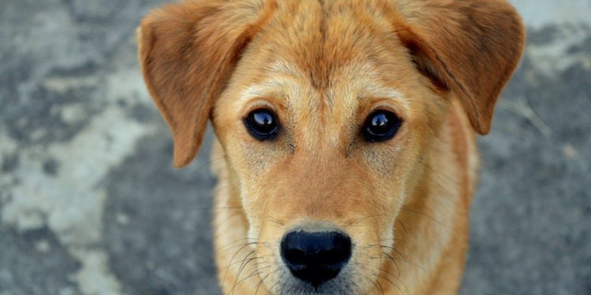 Yavru Köpeklerde İshal Ne Kadar Sürer? Yavru Köpekte İshali Ne Keser?