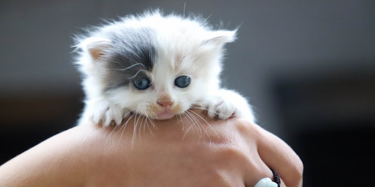 Yavru Kedi Bakımı? Yavru Kedi Bakım Seti?
