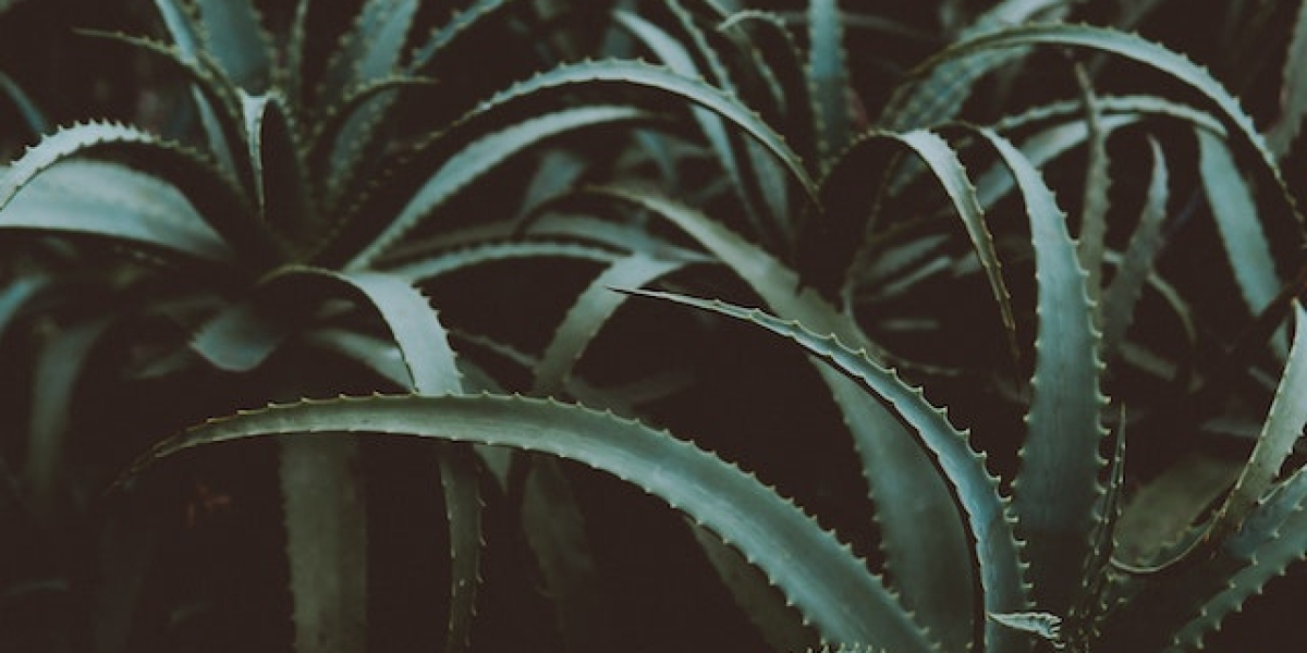 Aloe Vera Jeli Ne İşe Yarar Nasıl Kullanılır? Aloe Vera Jel Kullananların Yorumları?