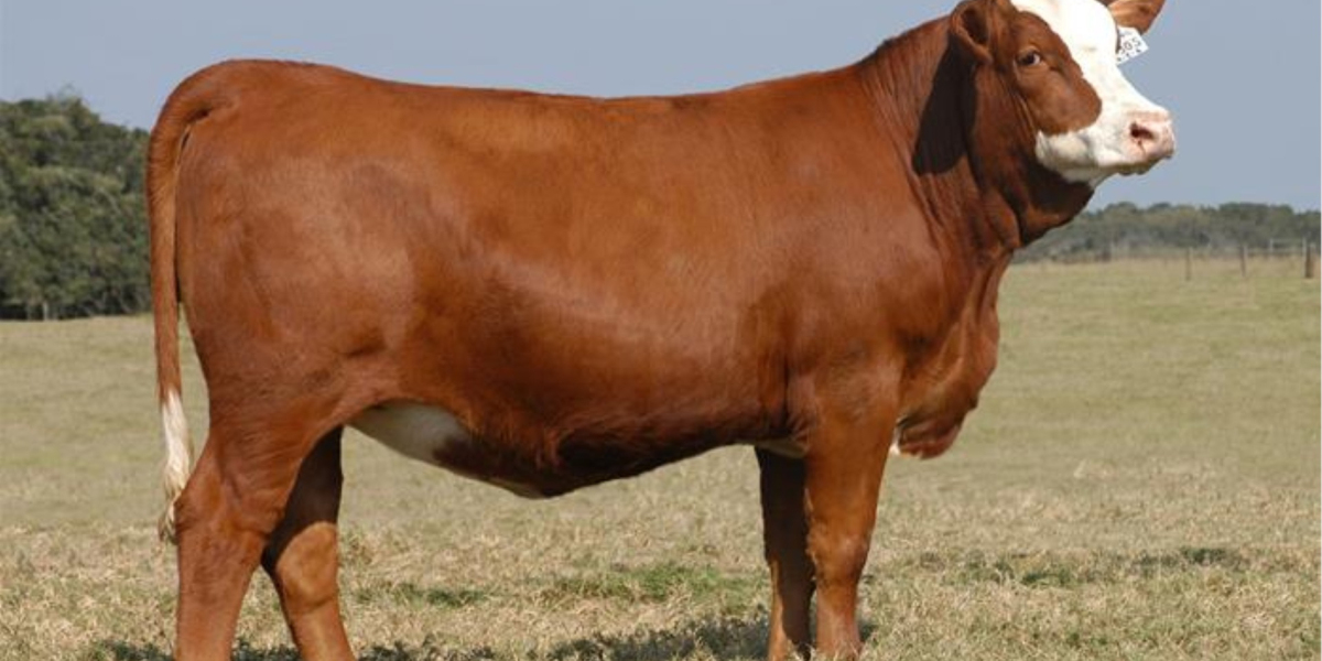 Dananın Kaç Kilo Olduğu Nasıl Anlaşılır? 500 kg lık Danadan Ne Kadar Et Çıkar?