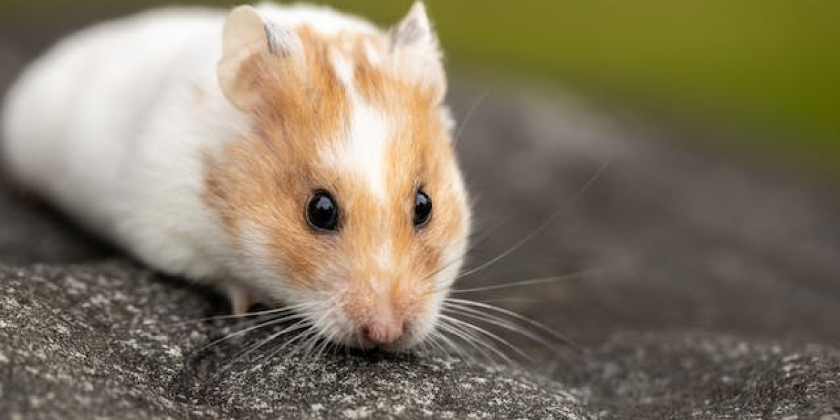 Hamster Kaç Yıl Yaşar Evde? Hamsterlar Kaç Yıl Yaşar?