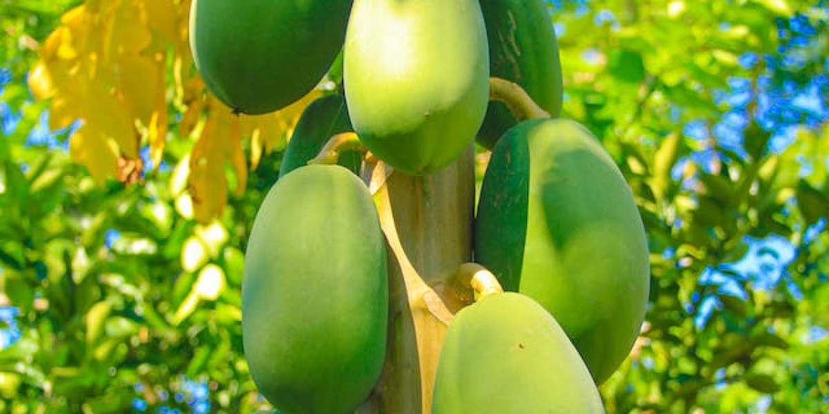Mango Nasıl Bir Meyvedir Nasıl Yenir? Mangonun Faydaları Nelerdir?