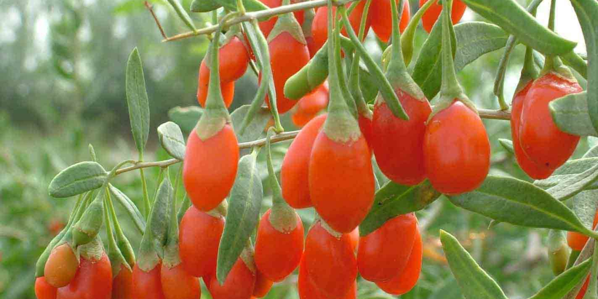 Goji Berry Kaç Yilda Meyve Verir? Goji Berry Fidanı Kaç Yılda Meyve Verir?
