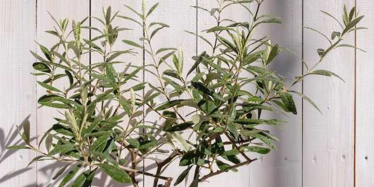 Zeytin Kaç Yılda Yetişir? Zeytin Ağaçları Kaç Yılda Yetişir?