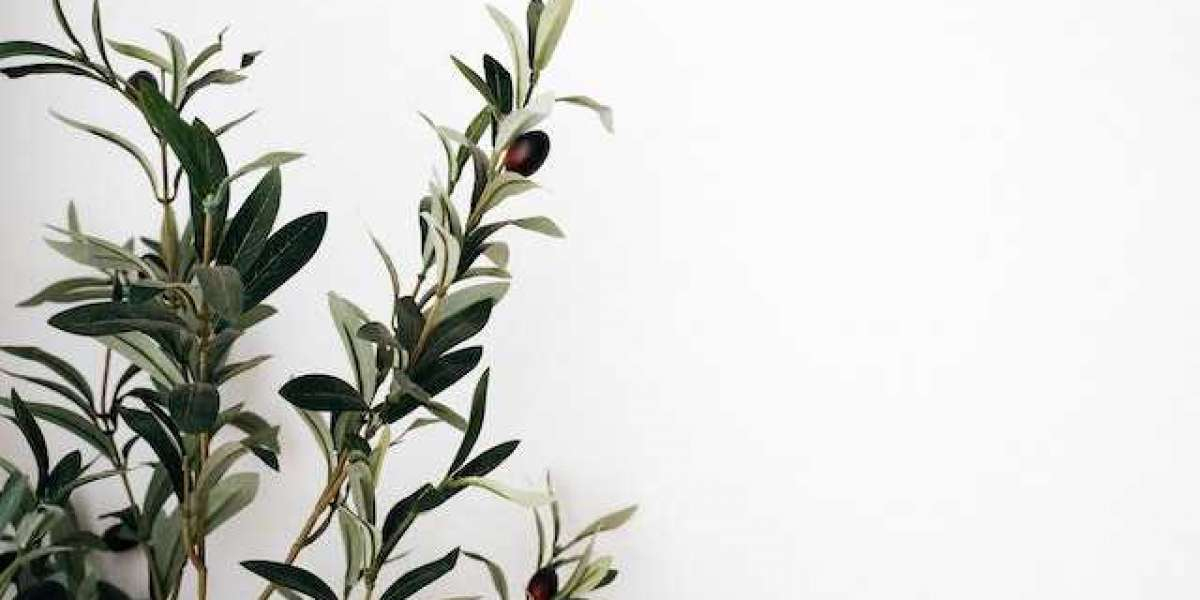 Zeytin Hangi Mevsimde Toplanır? Zeytin Hangi Mevsimde Olur?