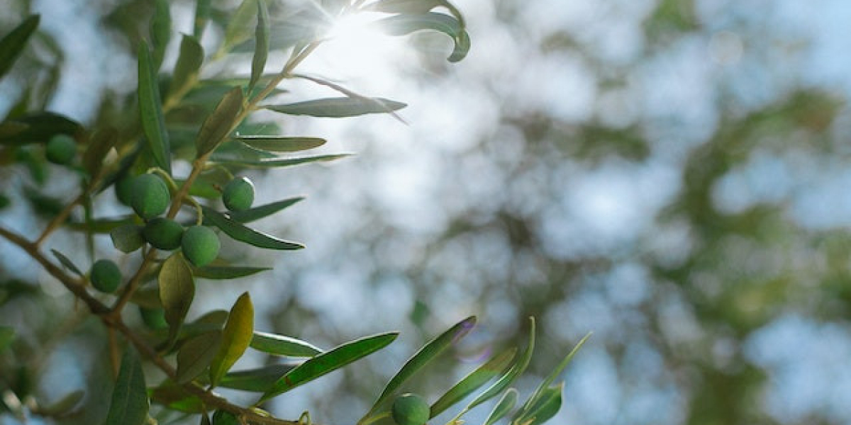 Zeytin Ağacı Kaç Yılda Buyur? Zeytin Ağacı Kaç Yılda Meyve Verir?
